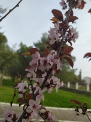 Prunus cerasifera pissardii