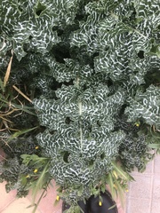 Silybum marianum
