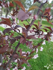 Prunus cerasifera pissardii