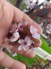 Prunus cerasifera pissardii