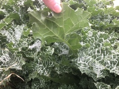 Silybum marianum