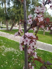 Prunus cerasifera pissardii