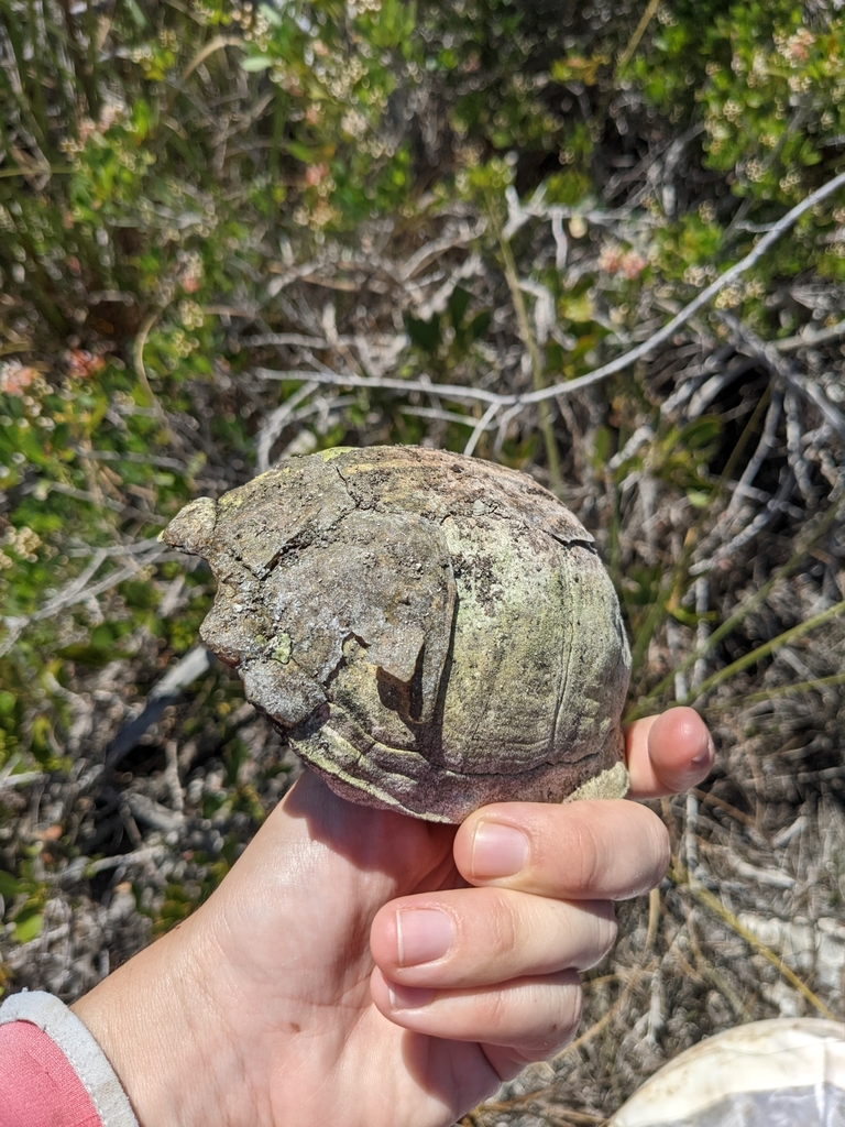 Florida Box Turtle Shell Florida Box Turtle from Cudjoe Key, FL 33042, USA on March 27, 2022 at ...