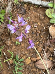 Astragalus distortus