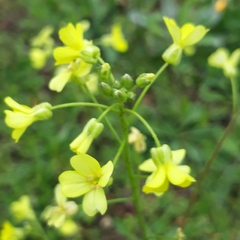 Bunias erucago