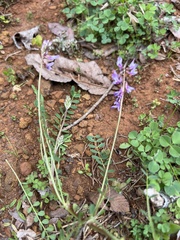 Astragalus distortus
