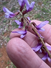Astragalus distortus