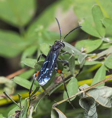 Ceropales bipunctata