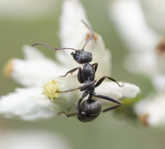 Formica argentea
