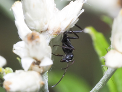 Formica argentea