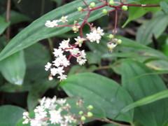Maianthemum