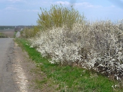 Prunus spinosa dasyphylla