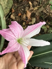 Hippeastrum reticulatum