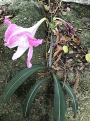 Hippeastrum reticulatum