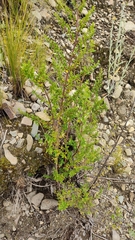 Minthostachys mollis