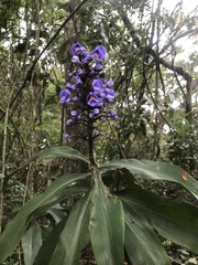 Dichorisandra thyrsiflora