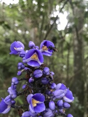 Dichorisandra thyrsiflora