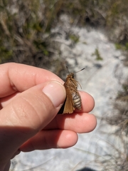 Euphyes pilatka klotsi