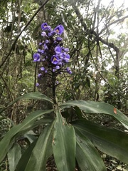 Dichorisandra thyrsiflora