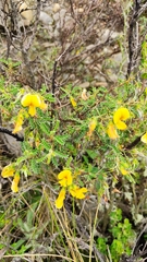 Adesmia miraflorensis