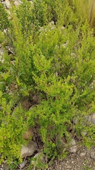 Minthostachys mollis