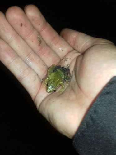 Scinax imbegue