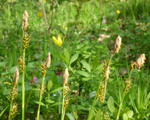Carex brevicollis (Carex brevicollis)