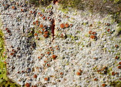 Lecanora barkmaniana