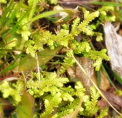 Selaginella apoda