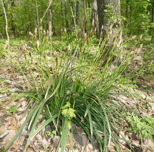 Carex brevicollis (Carex brevicollis)