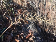 Elymus churchii