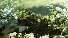 Melanohalea exasperata