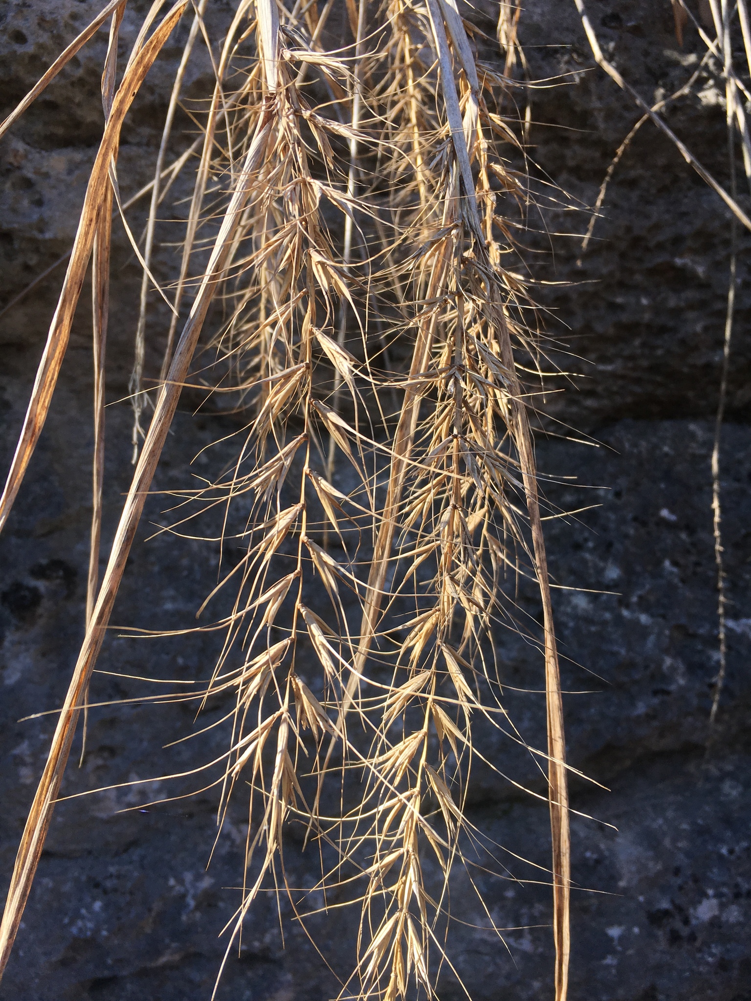 Elymus churchii