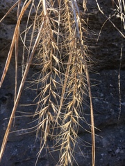 Elymus churchii