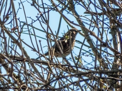 Turdus philomelos