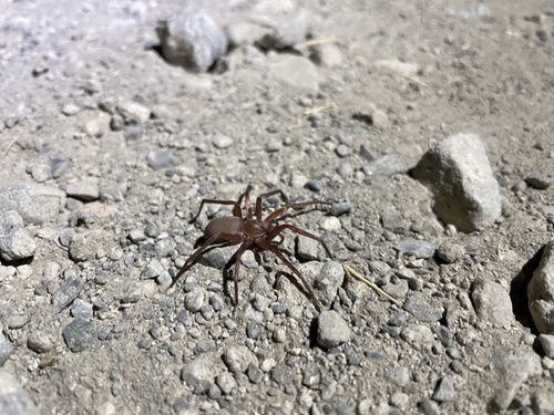 iNaturalist observation photo of Rocky Canyon Spiders