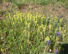 Desert Alyssum (Alyssum desertorum)
