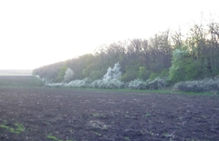 Prunus spinosa dasyphylla