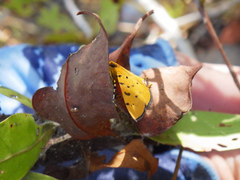 Phaedropsis stictigramma
