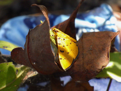 Phaedropsis stictigramma