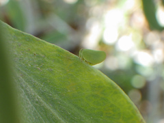 Acanalonia pumila