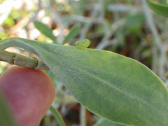 Acanalonia pumila