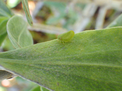 Acanalonia pumila