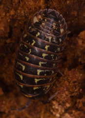Armadillidium pictum