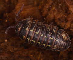 Armadillidium pictum