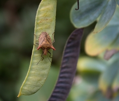 Euschistus cornutus