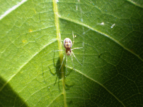 Dictynidae image