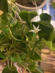 Oxalis