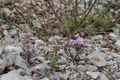 Iberis linifolia violletii