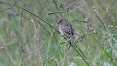 Sporophila minuta